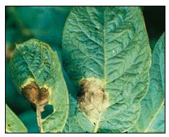 HISTÓRICO IRLANDA (1840) Clones de batata - Phytophthora infestans