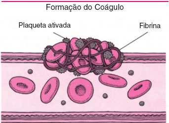 PLAQUETAS - São fragmentos de células que se formam na medula óssea; - Função:controle de sangramentos, sendo responsáveis pela coagulação do sangue.