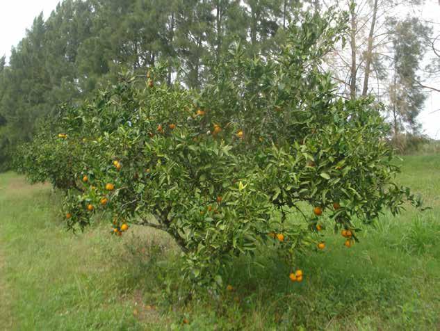 ISSN 1516-8654 Foto: Roberto Pedroso de Oliveira COMUNICADO TÉCNICO 363 Recomendação de Cultivo da Tangerineira Owari no Rio Grande do Sul Pelotas, RS Dezembro, 2018 Roberto