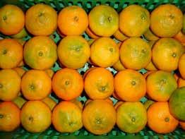 Frutos das tangerineiras Owari (à esquerda) e Okitsu ) (à