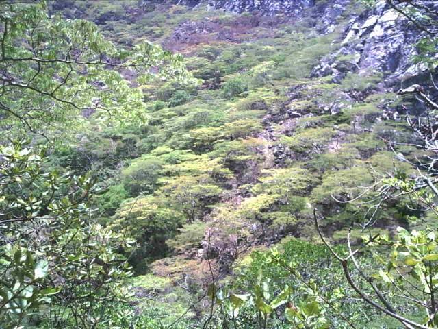 Zona eco floristica 1: Florestas húmidas de montanha e miombo húmido Em Moçambique, três maiores subtipos podem se distinguir nesta zona: Tipo 1 Florestas sempre verdes húmidas de montanha Composta