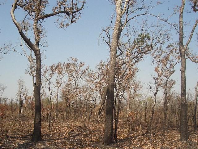 Zona eco florística 4: Matas decíduas secas de miombo (Deciduous miombo woodland drier type) A Mata xerófila (semi) decídua ocupa tipicamente as áreas de baixa altitude, com precipitações médias