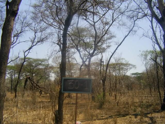 dominância de árvores de Mopane.