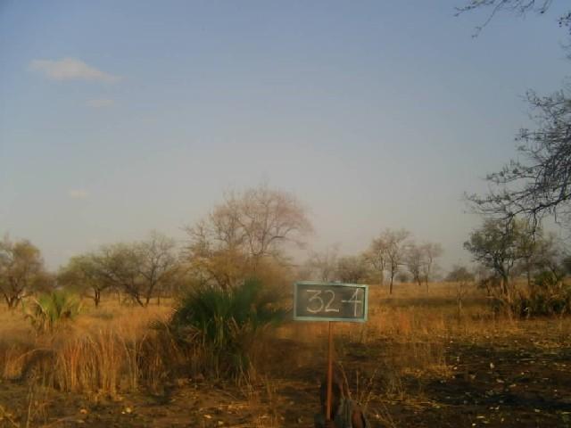 Zona eco florística 7: Zonas sub áridas e pradarias secas Estas formações xerófilas ocupam as regiões com pluviosidade anual inferior a 600 mm e temperaturas elevadas (Maputo, Chengane, Massangena,