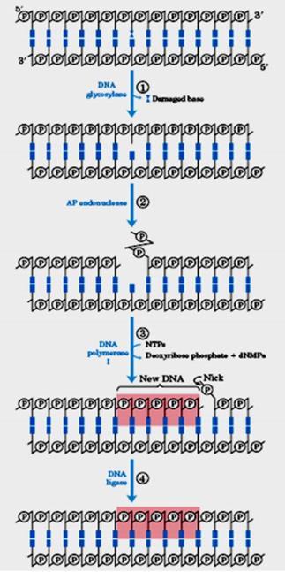 1) Reparo por Remoção de Bases Glicosidase reconhece uma base danificada e a extirpa da dupla-hélice clivando a ligação glicosídica Gera um ponto AP