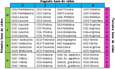 O CÓDIGO GENÉTICO É DEGENERADO DIFERENTES