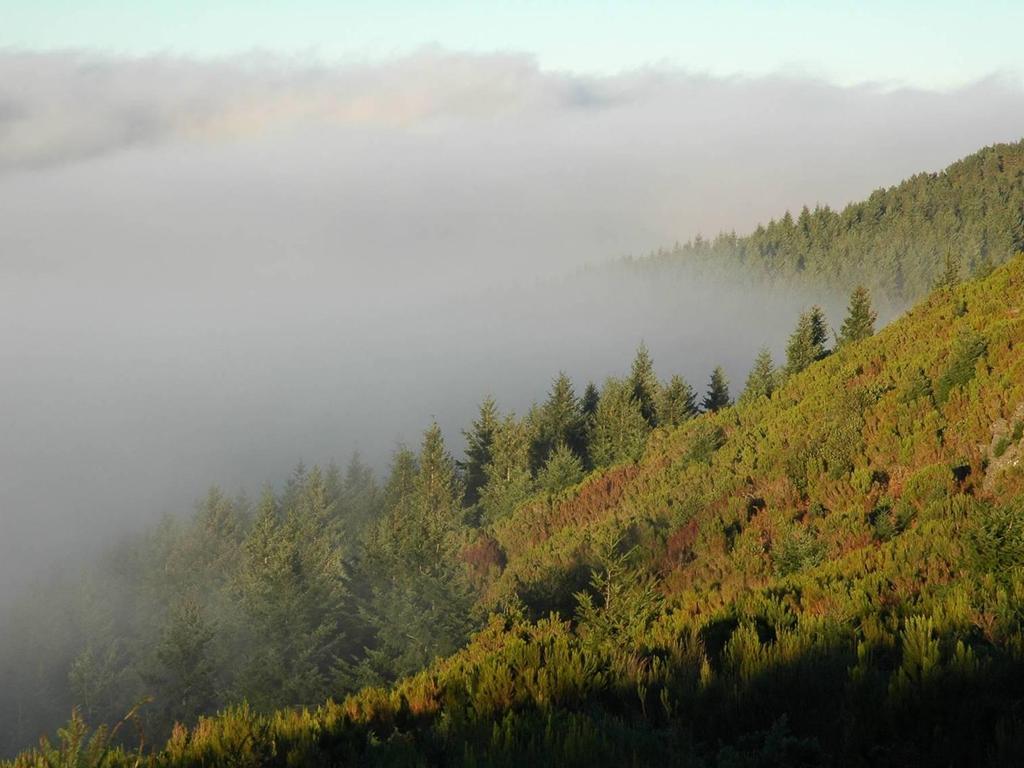 FLORESTA Conservação da natureza e da biodiversidade Renovação do oxigénio do ar e sequestro de carbono Regulação climática e dos regimes hídricos Formação e conservação do solo Protecção contra a