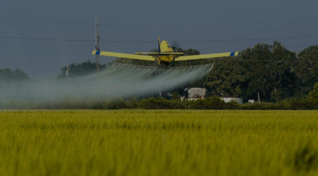 Cromatografia para análise de agrotóxico em arroz Nas lavouras Brasil à fora, os agrotóxicos são utilizados para o controle de pragas, doenças e plantas daninhas.