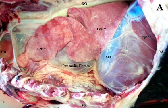 Vascularização Arterial dos Músculos Papilares do Ventrículo Esquerdo de cães (Canis familiaris, L.