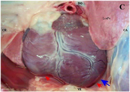 B = Realizou-se ressecção do lobo cranial do pulmão esquerdo para melhor evidenciarmos as estruturas: