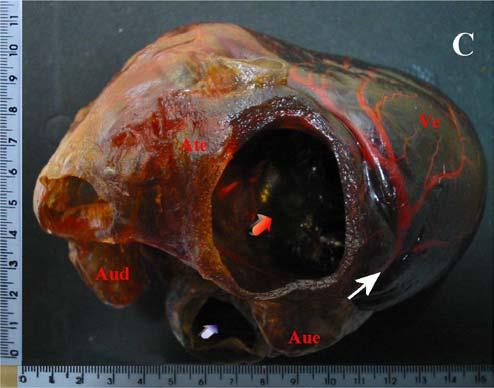 ventral (VE); além das porções do órgão: átrio direito (Atd), aurícula direita (Aud), átrio esquerdo (Ate),