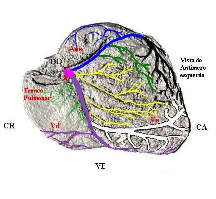 As legendas indicam as relações: cranial (CR), caudal (CA), dorsal (DO) e ventral (VE) e, as porções do órgão: