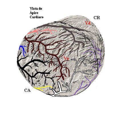 aurícula esquerda (Aue). Segue abaixo a nomenclatura dos vasos arteriais, ramos da: Artéria coronária esquerda: a.