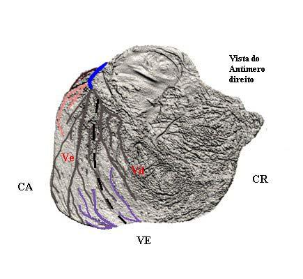 interventricular paraconal, e seus sub-segmentos: ramos ventriculares à direita ramos ventriculares à esquerda ramo