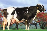 254 kg de leite Está em Teste de Progênie com previsão de resultado em 2021 VALORES GENÔMICOS Produção de Leite GPTA (kg) Conf.