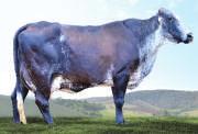 GIROLANDO 3/4 J.E.L.RANCHO GRANDE SUPERSIRE MILK TE Linhagem com pedigree de touros com provas muito consistentes em produção de leite e inserção do sistema mamário Curiosa, sua mãe, produziu 10.