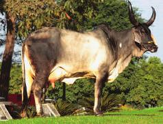 281 kg de leite, uma das matrizes de excelência da Fazenda Taboquinha Tulha - filha - Res.