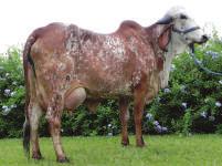 758 kg em 337 dias, e Iemanja, com lactação aberta de 4.