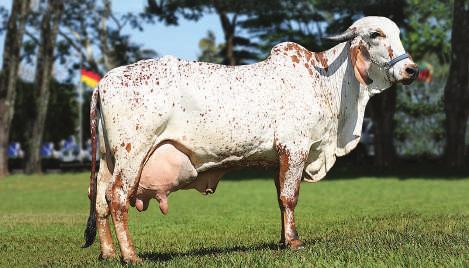 758 kg em 337 dias Iemanja JGVA - filha - produção de 4.905 kg em 227 dias Insistência - mãe (14.