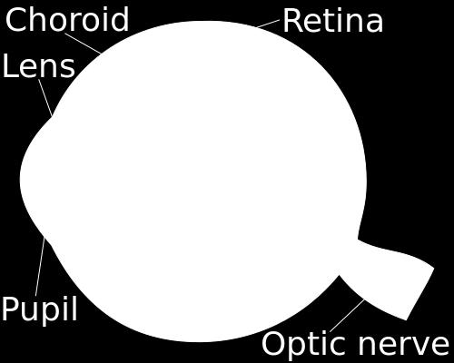 RETINA CÓRNEA