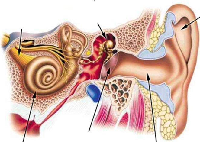 AUDIÇÃO - OUVIDO NERVO COCLEAR OSSÍCULOS