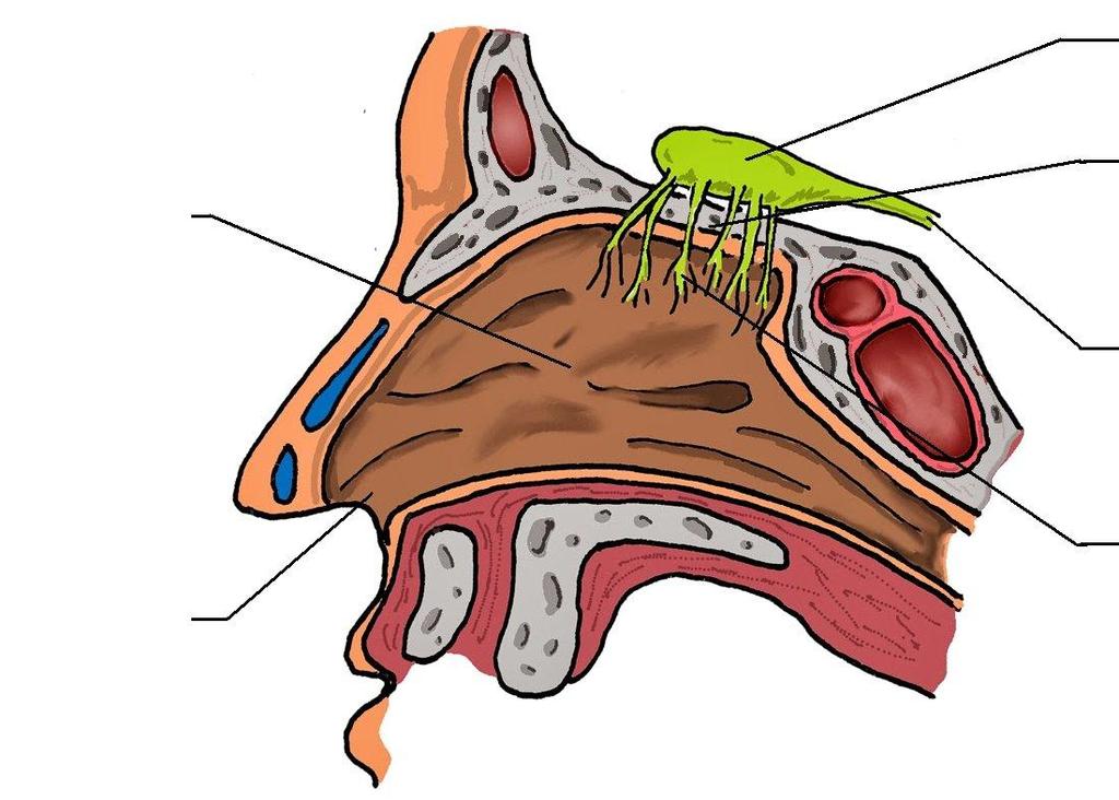 OLFATO - NARIZ CAVIDADE NASAL FOSSA NASAL BULBO