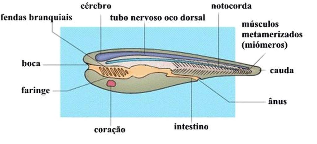 CORDADOS CÉREBRO BRÂNQUIAS BOCA FARINGE TUBO NEURAL