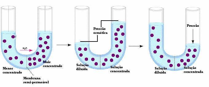 Capítulo II Revisão Bibliográfica 20 impermeável ao soluto. No entanto, à medida que o solvente passa para a solução aumenta a pressão no lado da solução.