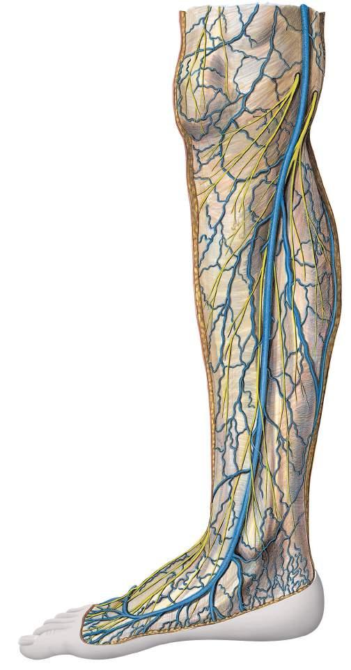 Vasos sanguíneos superficiais e nervos da perna Patela Ramo infrapatelar (nervo safeno) Nervo safeno Veia safena magna Veia perfurante Ramos cutâneos crurais mediais (nervo safeno) Fáscia da perna