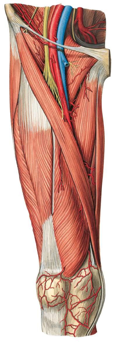 Vasos sanguíneos e nervos da coxa Artéria ilíaca externa Nervo cutâneo femoral lateral Ligamento inguinal Veia ilíaca externa Artéria ilíaca interna Artéria circunflexa ilíaca profunda Músculo ilíaco