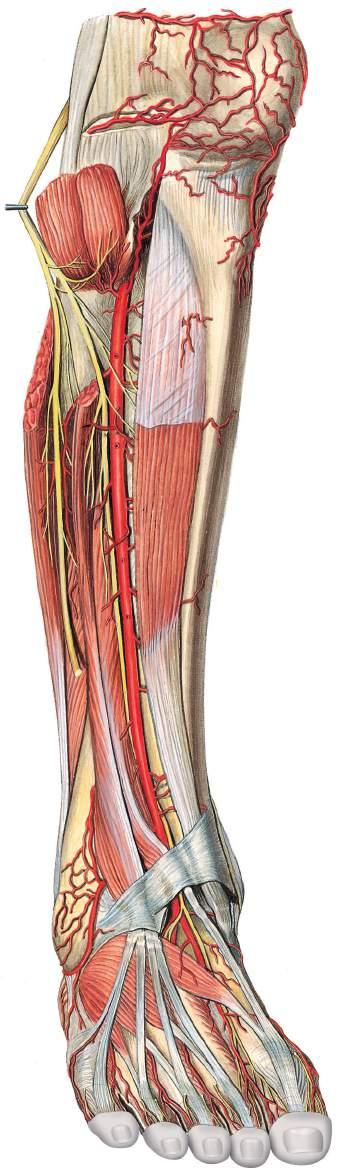 Vasos sanguíneos e nervos da perna Artéria superior lateral do joelho Artéria superior medial do joelho Artéria inferior lateral do joelho Rede articular do joelho Nervo fibular comum Músculo fibular