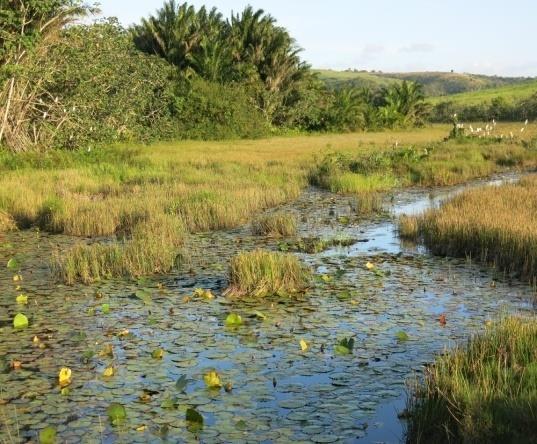 marginal formada pelo Rio Barro Branco dentro da REBIO; C - alagado fluvial localizado