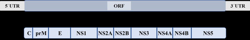 21 proteínas: as estruturais (C, prm e E) e as proteínas não estruturais (NS1, NS2A, NS2B, NS3, NS4A, NSB e NS5) (Figura 4) (SILVA; GAO, 2016).