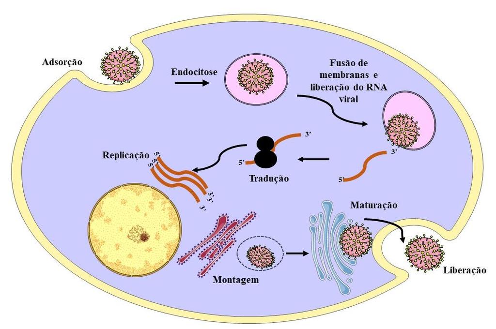 25 Figura 5 - Esquema do processo de replicação do ZIKV Fonte: A autora (2019) Nota:Após adsorção à superfície da membrana externa celular, o vírus é endocitado e o baixo ph do endossomo permite a