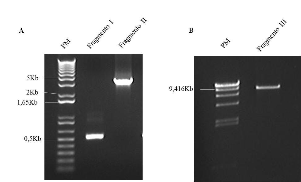 49 6 RESULTADOS A seguir, são descritos os resultados obtidos no desenvolvimento do replicon biscistrônico de ZIKV, assim como a linhagem celular expressando esse subgenoma. 6.1 Amplificação dos fragmentos 1, 2 e 3 para recombinação homóloga em levedura.