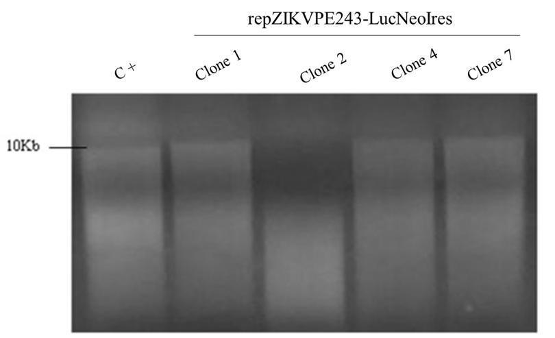 52 febre amarela (repyfv17d-lucneoires) construído previamente no Departamento de Virologia/IAM e como controle negativo foram utilizadas células BHK-21 que não receberam RNA.