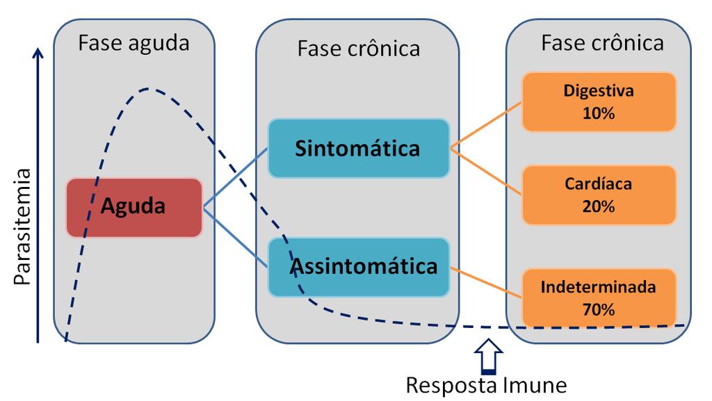 Referencial teórico 20 indivíduos infectados pela doença de Chagas indivíduos, como mostrado na figura 3 (DIAS, 1989; SANTOS et al.