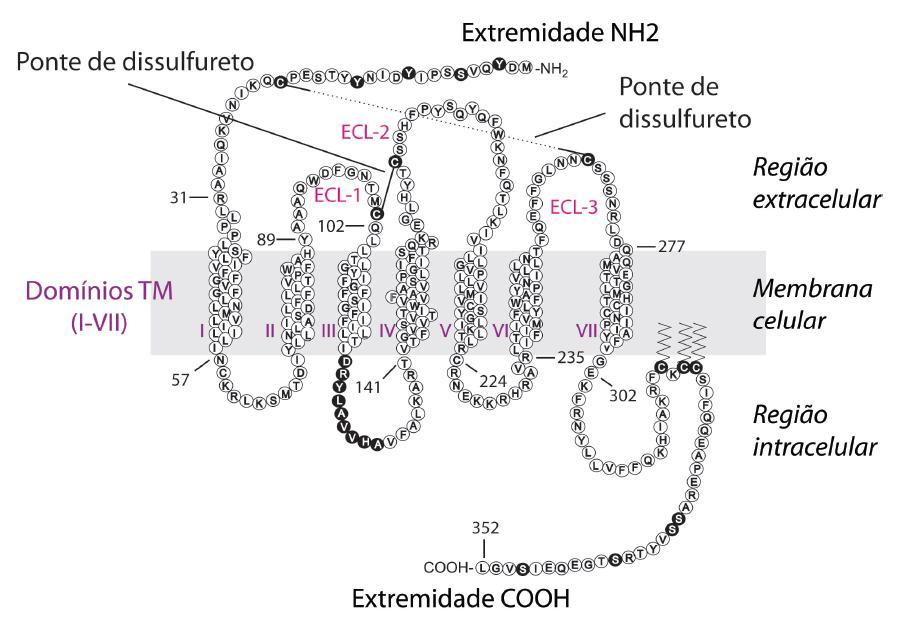 Referencial teórico 27 tecidos. A importância fisiológica dessa família de mediadores é resultante de sua especificidade (GUERREIRO; SANTOS-COSTA; AZEVEDO-PEREIRA, 2011; PALOMINO; MARTI, 2015).