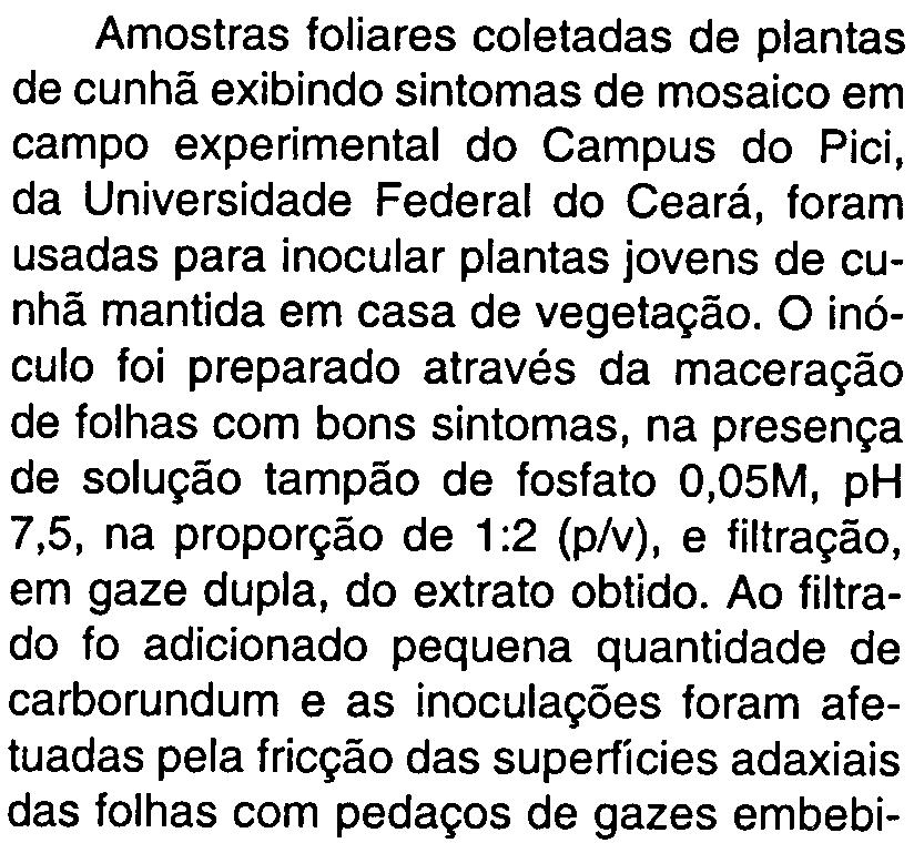 14 constataram a incidência de um outro vírus, na índia, ocasionando sintomas de mosaico, deformação e redução da lâmina foliar de cunhã.