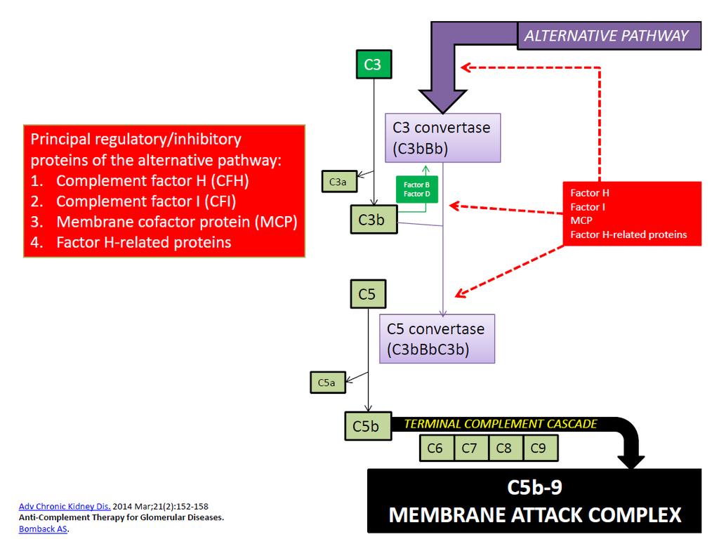 Bomback A Renal Course