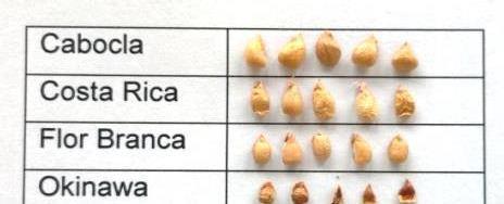Figura 2. Comparação do endocarpo e das sementes de seis cultivares de aceroleira. Observasementes menores, provavelmente relacionado aos baixos percentuais de viabilidade polínica.