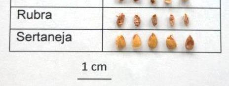 Há uma correlação positiva entre viabilidade polínica e tamanho de sementes. Agradecimentos À Embrapa pelo apoio financeiro através do projeto de número 02.