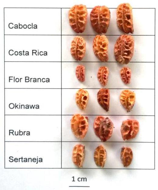 Viabilidade de sementes de acerola (Malpighia emarginata DC.): avaliação da vitalidade dos tecidos. Revista Brasileira de Fruticultura 25: 532-534. Guerra, M., Souza M. J. 2002.