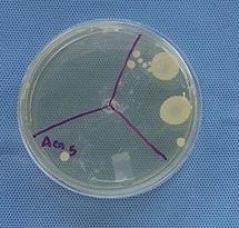 15 Figura 4 - Placas de Petri