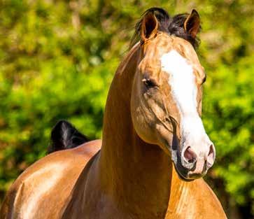 L NRCHA Open Futurity; Shiners Diamond Jackie U$37,379,00 NRHA/ NRCHA, Campeã NRCHA Non-Pro Stakes. Filho de SHINING SPARK, U$ 62.674,00. Campeão Mundial AQHA Rédeas.