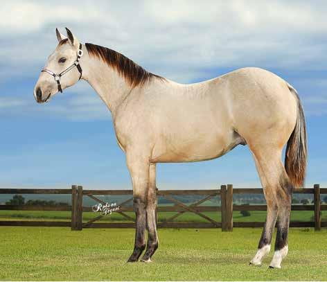 31 ONLY GOLD BC QM - F - PO - CASTANHO - 23/11/14 GOLD O LENA PEP TMR (SANDSTORM PEP) x BODY S PRINCESS ONLY (NORDICK ONLY VM) Vendedor: haras jamaica PF TRABALHO 2018 / PF VAQUEJADA 2019 Filho de