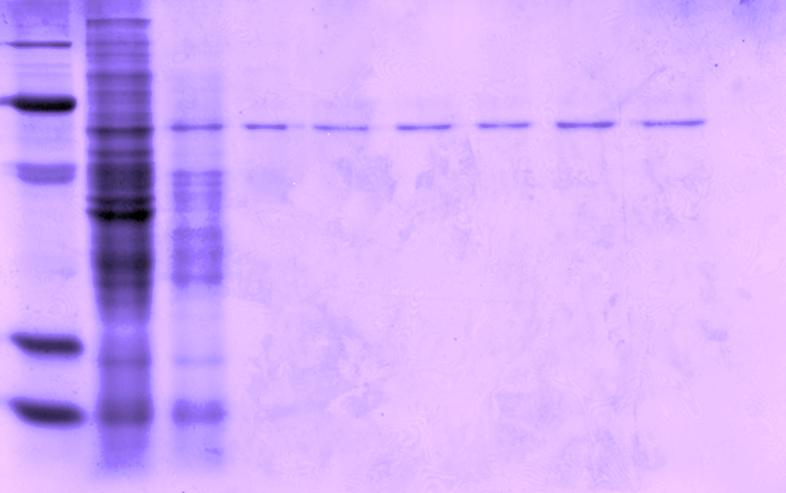 proteínas presentes em cada etapa da purificação das α-amilases da população resistente sem custo é mostrado na Figura 8. kda 1 2 3 4 5 6 7 8 9 116,35 66,41 34,62 14,31 6,52 Fig.