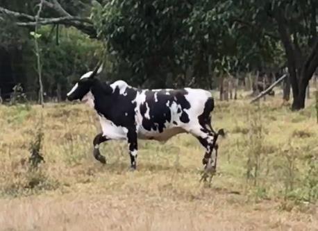 200,00 24 Duas vacas Xitas (mãe e filha) meio