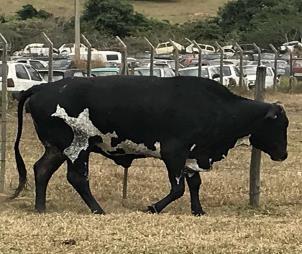 R$ 480,00 28 Uma vaca com defeito na paleta (manca) de