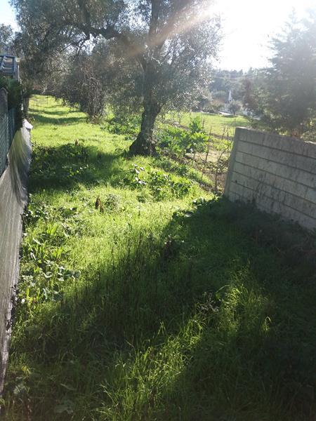 Página 3 de 5 Imagens Lote 3: PRÉDIO RÚSTICO - VILA NOVA DE POIARES Valor mínimo de venda